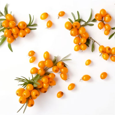Sea Buckthorn